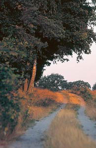 waldweg-gr.jpg